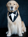 Formal Dog Tuxedo Wedding Bandana with Bowtie Adjustable Outfit for Dogs Pets